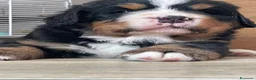 Bovaro del Bernese cani in vendita: Disponibile cucciolo bovaro del bernese  - Annuncio 4