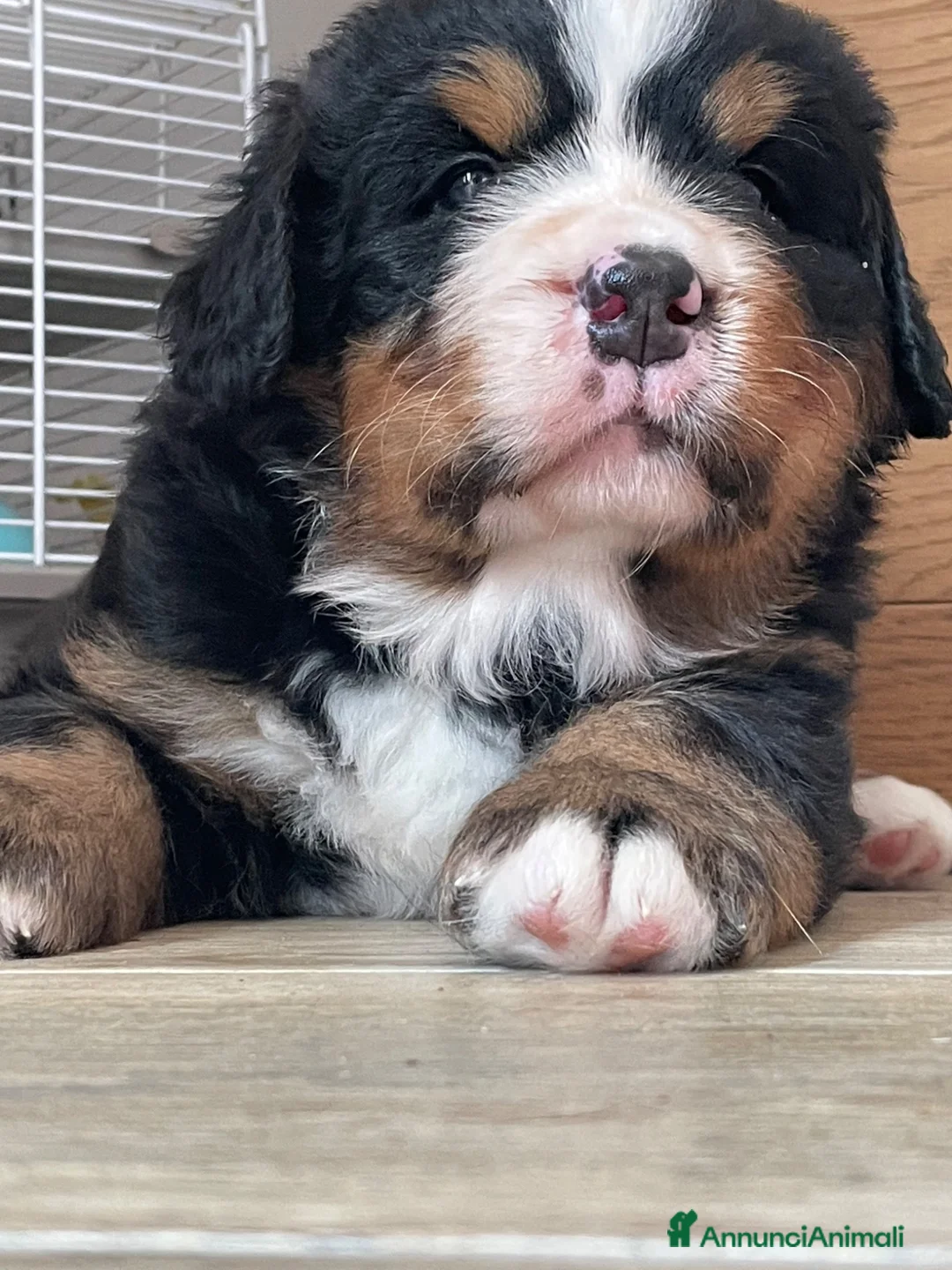 Bovaro del Bernese cani in vendita: Disponibile cucciolo bovaro del bernese  - Annuncio 4
