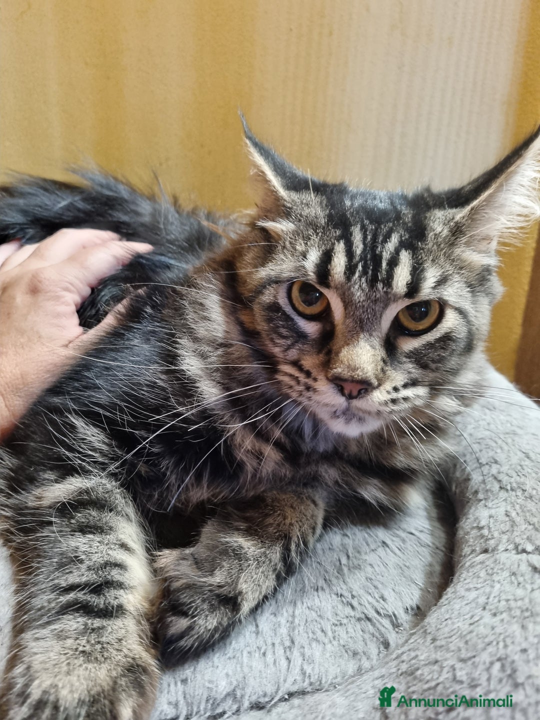 Maine Coon gatti in vendita: GIOVANE CUCCIOLONA MAINE COON pedigree Anfi - Annuncio 2