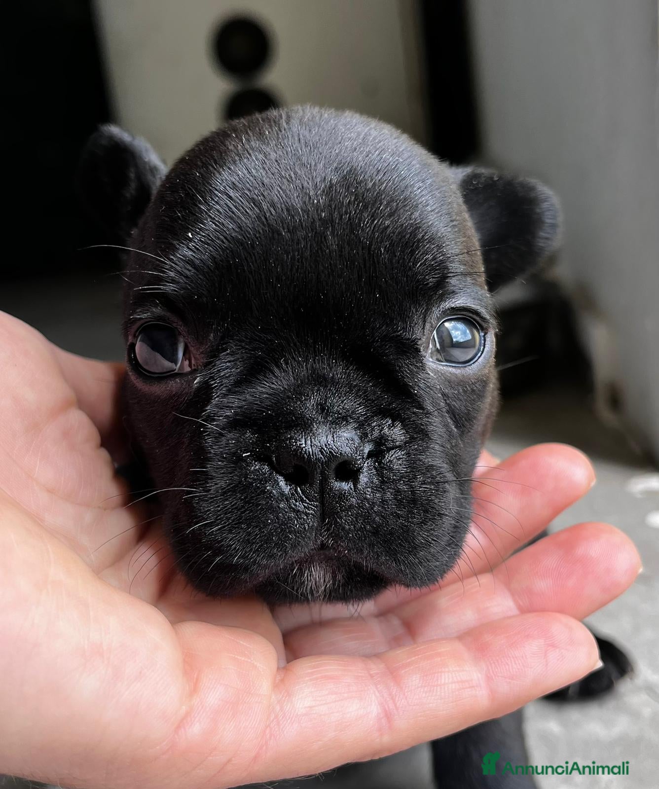 Bulldog Francese cani Bellissimi cuccioli di Bouldogue Francese - Annuncio 1