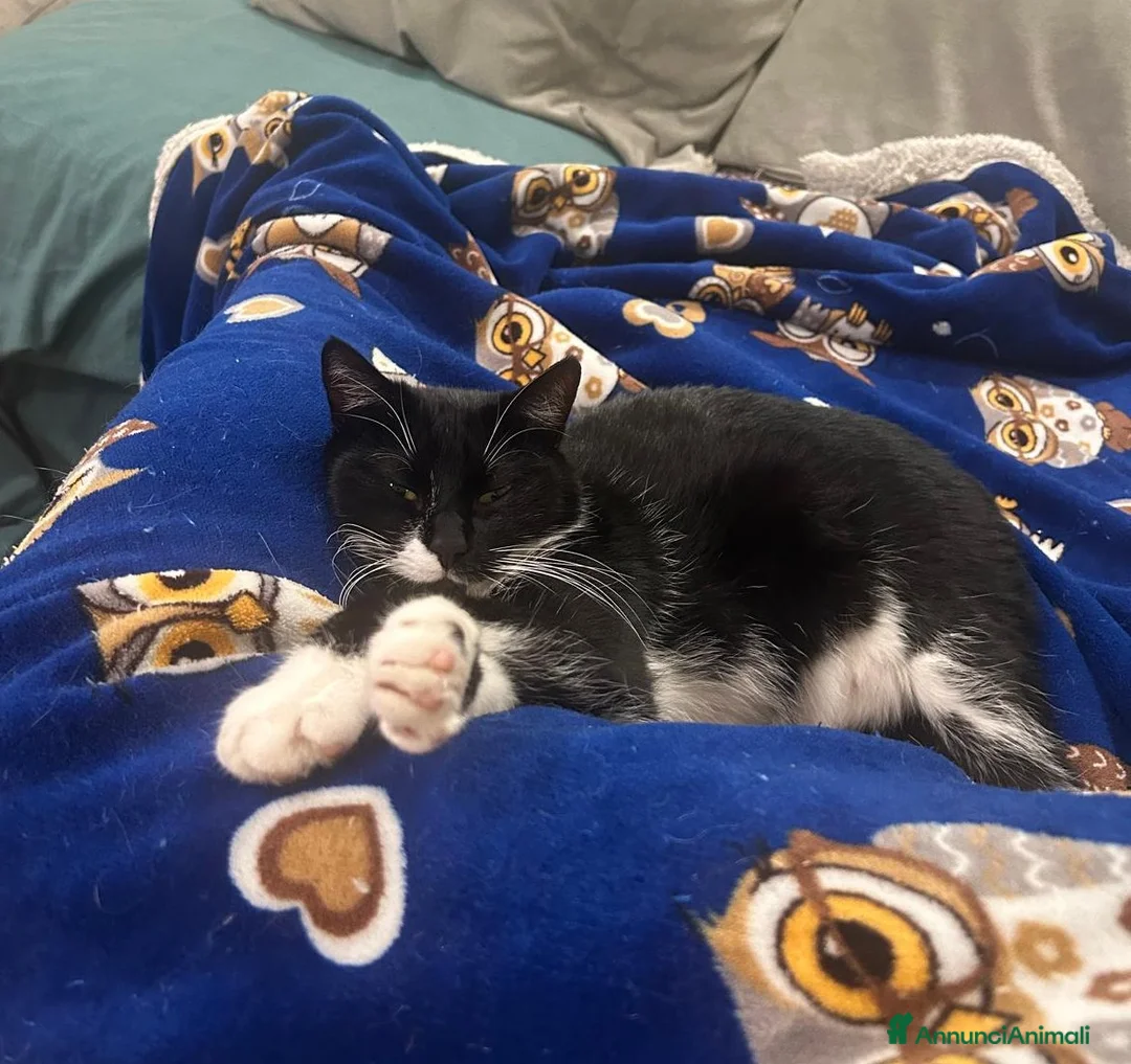 Europeo gatti in regalo: EMY e JAMIE, dolci mici in adozione! - Annuncio 8