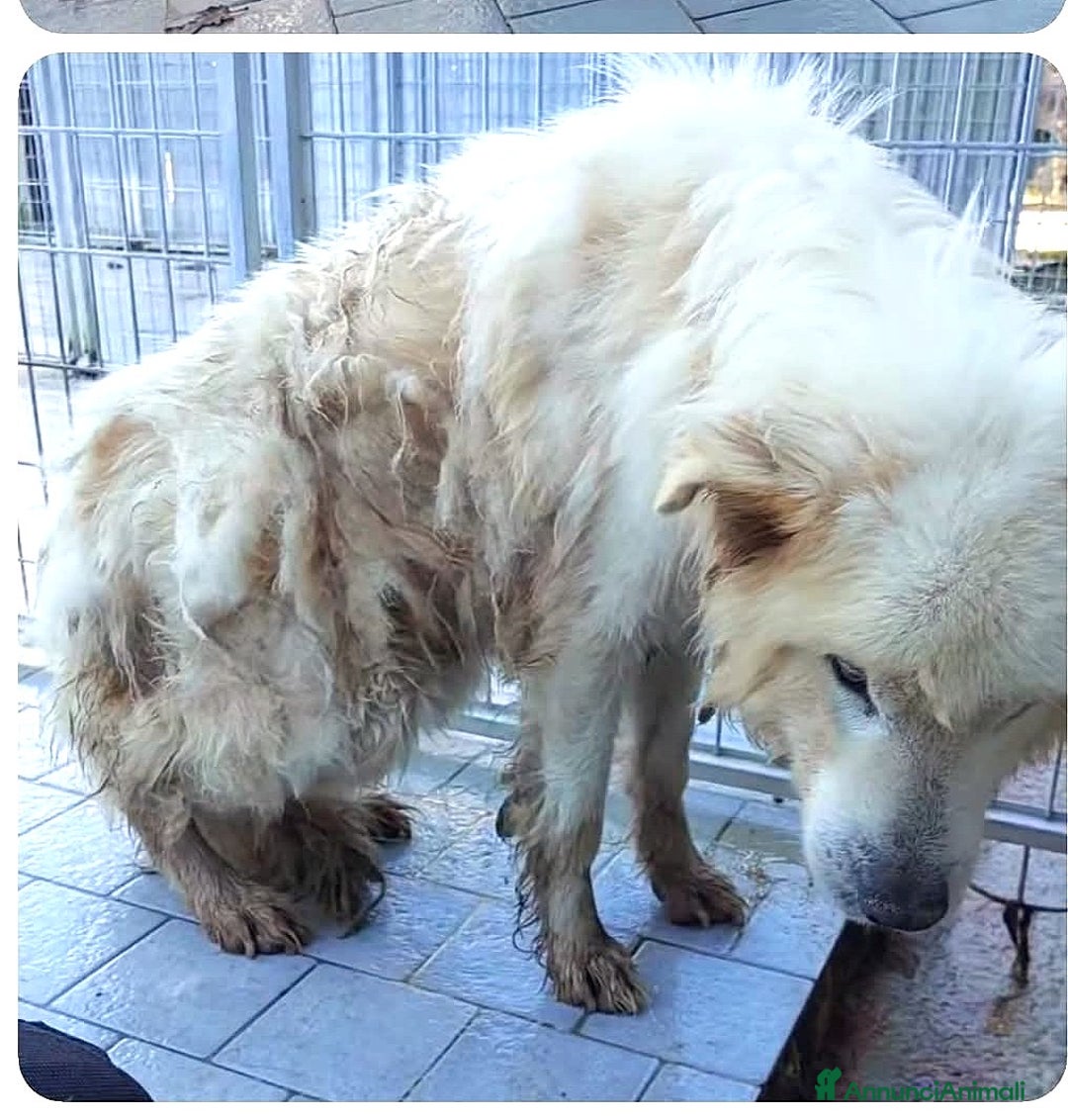 Meticcio cani in regalo: ADOZ.DEL SUPERCUORE: per pietà, urgentiss.stallo - Annuncio 3