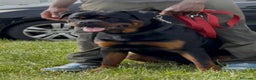Rottweiler cani per accoppiamento: Rottweiler per monta - Annuncio 9
