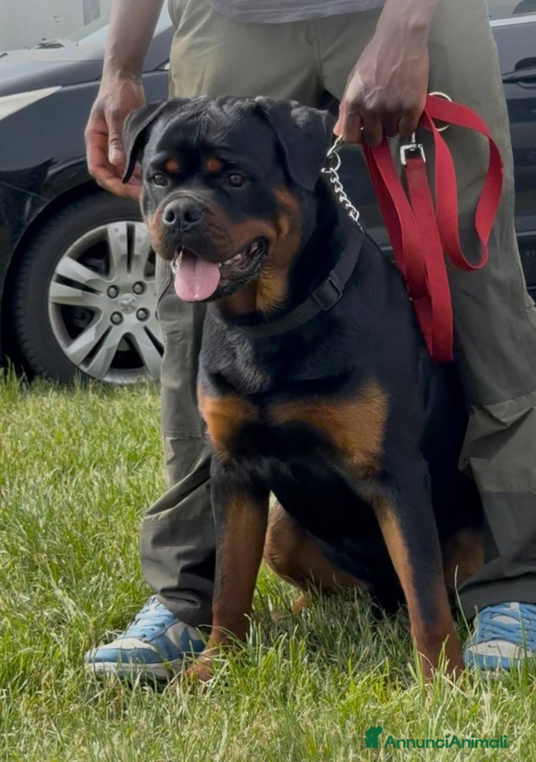 Rottweiler cani per accoppiamento: Rottweiler per monta - Annuncio 9
