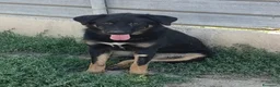 Meticcio cani in regalo: Sissy: cucciolona taglia grande socievole  - Annuncio 3