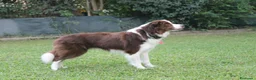 Border Collie cani in vendita: Bellissimi Cuccioli Selezionati - Annuncio 4