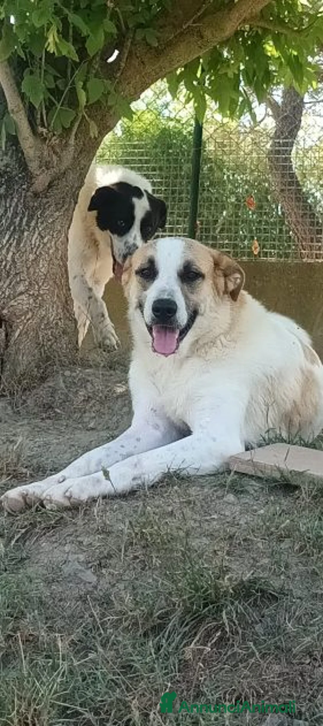 Meticcio cani in regalo: LASSIE buona con tutti! a Città Metropolitana di Firenze - Annuncio 6