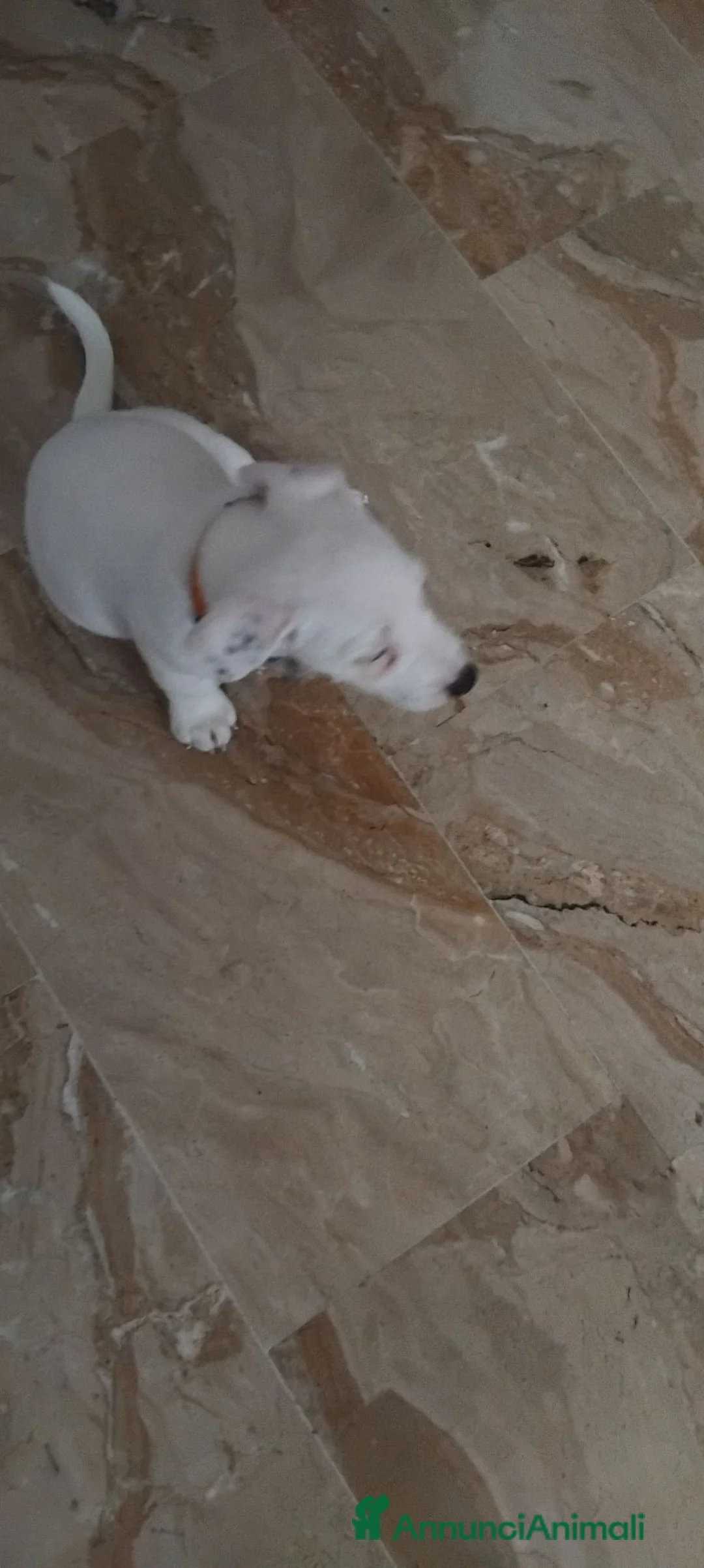 Jack Russell cani in vendita: Cucciolo di Jack russel a Provincia di Cremona - Annuncio 3