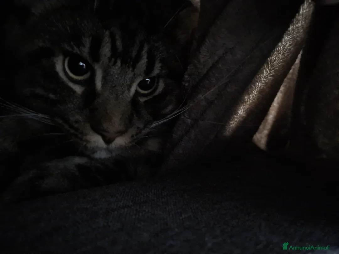 Maine Coon gatti per accoppiamento: Splendido maine coon maschio disponibile per monta - Annuncio 4