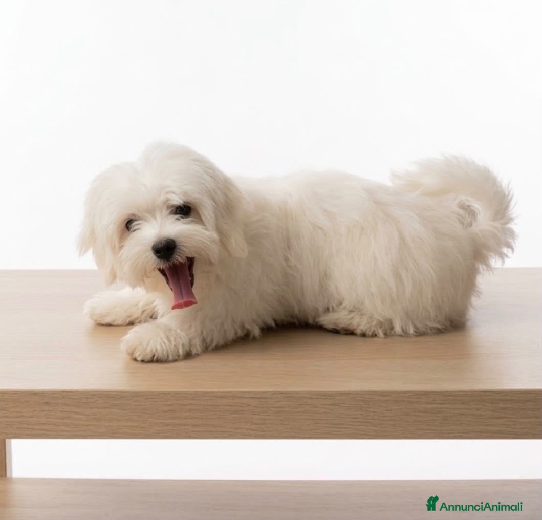 Maltese cani Maltese - Annuncio 36