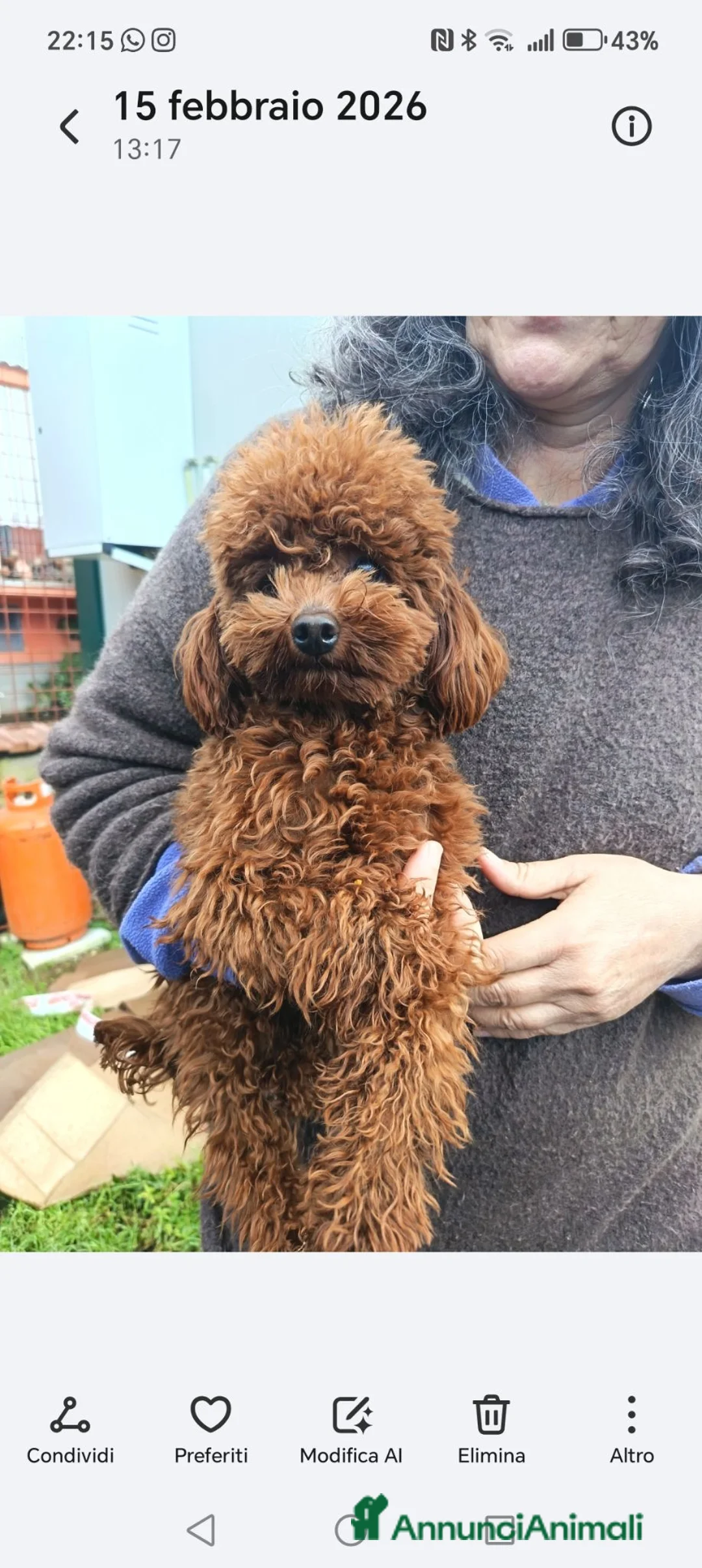 Barboncino Toy cani in vendita: Barboncina a Provincia di Latina - Annuncio 1