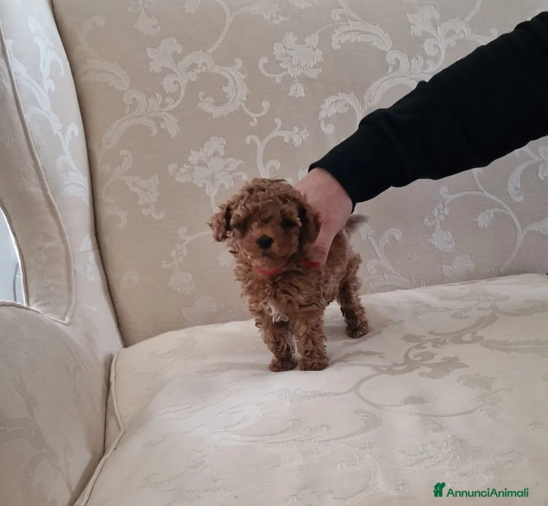 Barboncino Toy cani in vendita: Barboncini mini toy - Annuncio 3