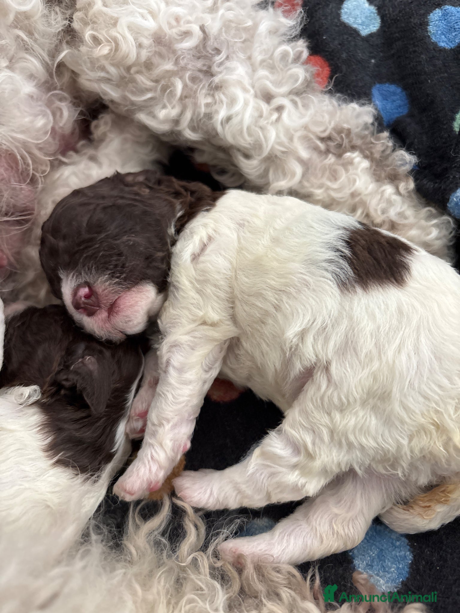 Lagotto cani Cuccioli Lagotto Romagnolo - Annuncio 2