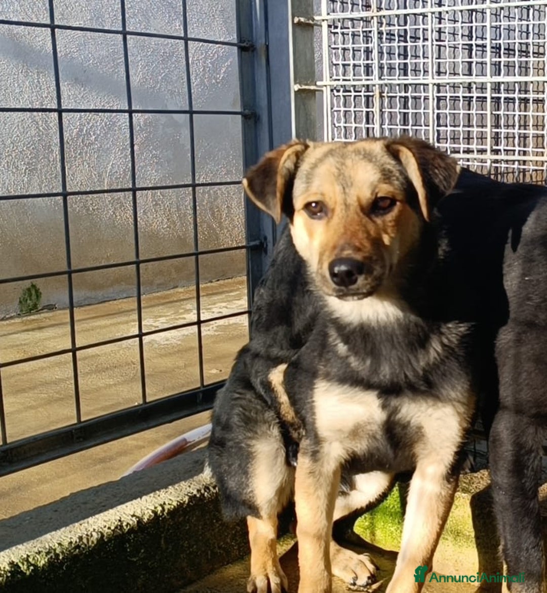 Meticcio cani in regalo: Andrea: 1anno taglia contenuta timido dolce  a Città Metropolitana di Genova - Immagine 5