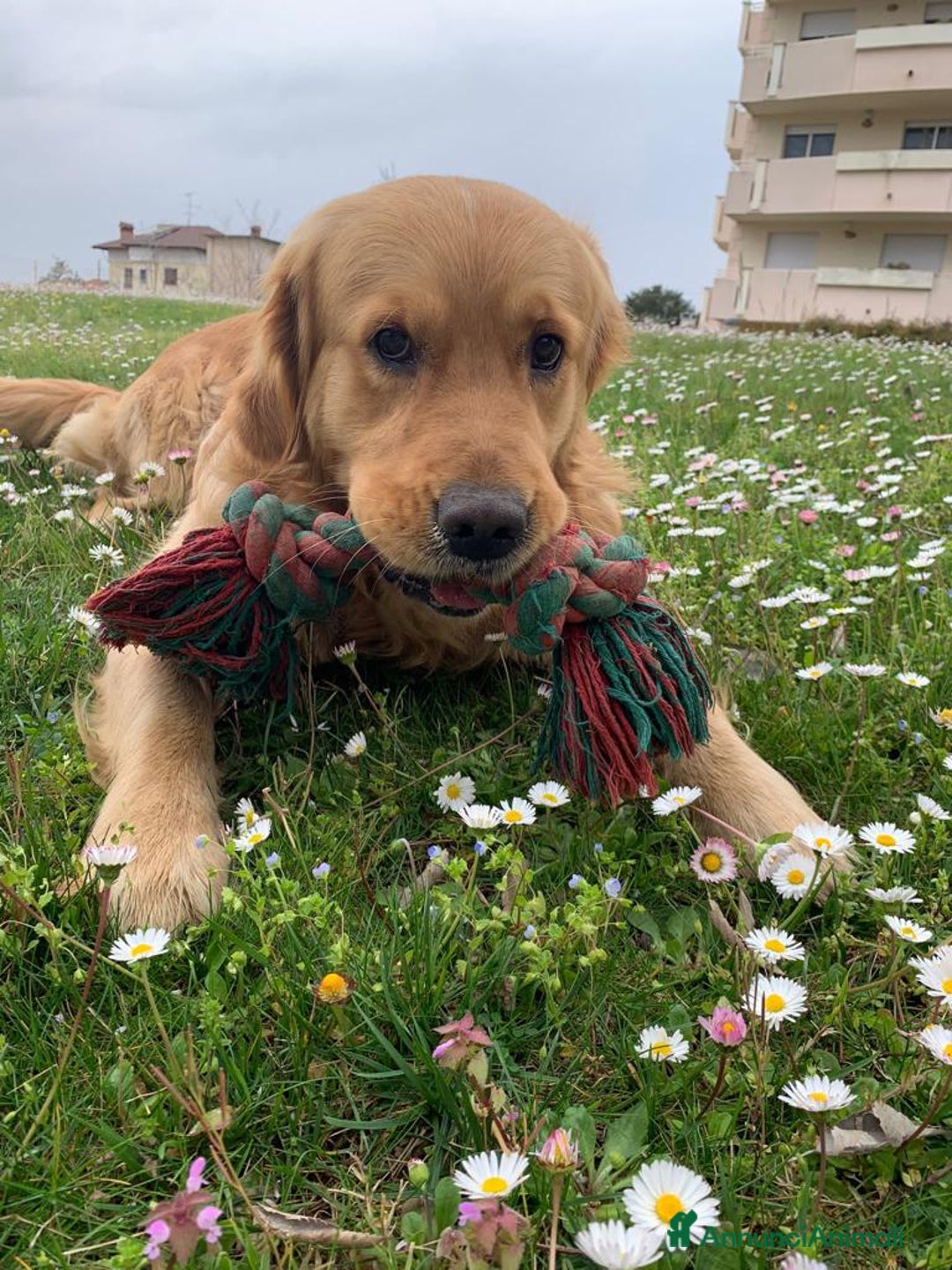 Golden Retriever cani per accoppiamento: Cercasi Golden Femmina per accoppiamento  - Annuncio 3
