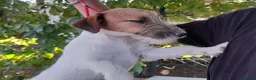 Jack Russell cani in vendita: Jack Russell Terrier Broken femmina  a Città metropolitana di Roma Capitale - Annuncio 1