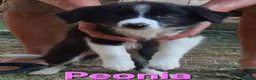 Border Collie cani in vendita: 3 cucciole Border Collie - Annuncio 7