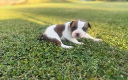 Staffordshire cani in vendita: Stafford cucciolata selezionata a Province of Bergamo - Immagine 9