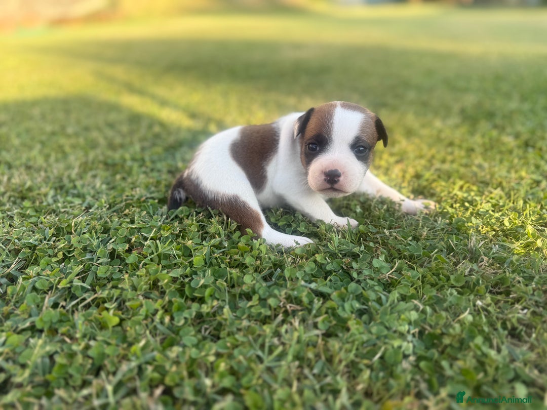 Staffordshire cani in vendita: Stafford cucciolata selezionata a Province of Bergamo - Immagine 9