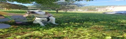 Meticcio cani in regalo: Pluto  - Annuncio 2