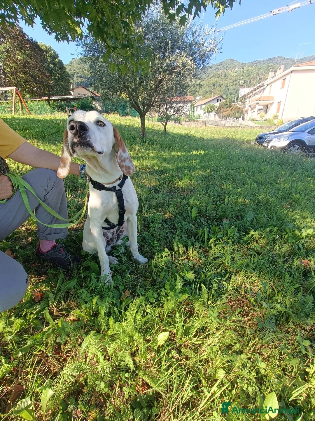Meticcio cani in regalo: Pluto  - Annuncio 2