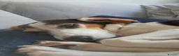 Meticcio cani in regalo: Adotta un cucciolo senza casa  a Provincia di Pistoia - Annuncio 2