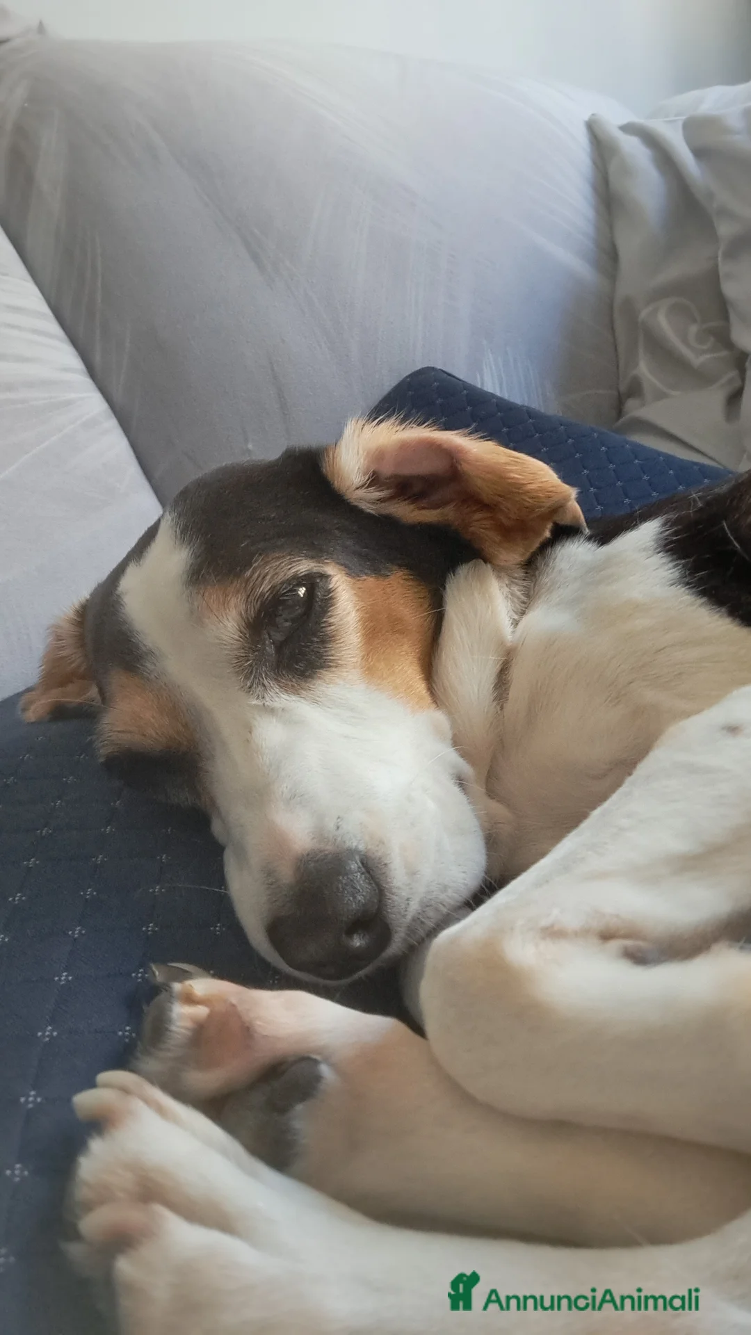 Meticcio cani in regalo: Adotta un cucciolo senza casa  a Provincia di Pistoia - Annuncio 2