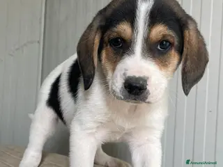 Meticcio cani SOS ELETTRA - Annuncio 1