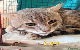 Europeo gatti in regalo: ADOZIONE URGENTE PER LEO a Città metropolitana di Roma Capitale - Immagine 2