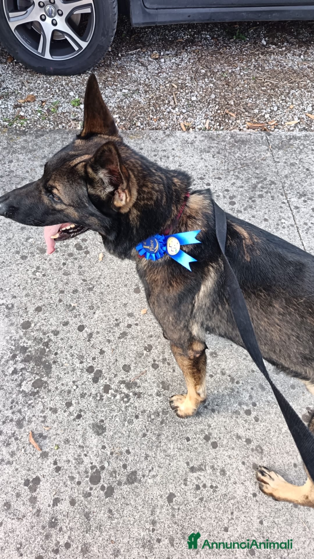 Pastore Tedesco cani per accoppiamento: Pastore Tedesco (Grigione) disponibile per monta  - Annuncio 5