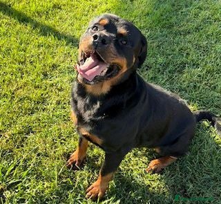 Rottweiler cani Adozione del ❤️ per Aaron - Annuncio 5