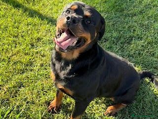 Rottweiler cani Adozione del ❤️ per Aaron - Annuncio 4