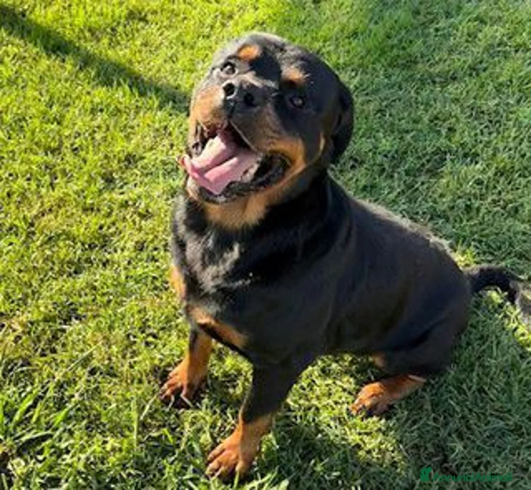 Rottweiler cani in regalo: Adozione del ❤️ per Aaron - Annuncio 1