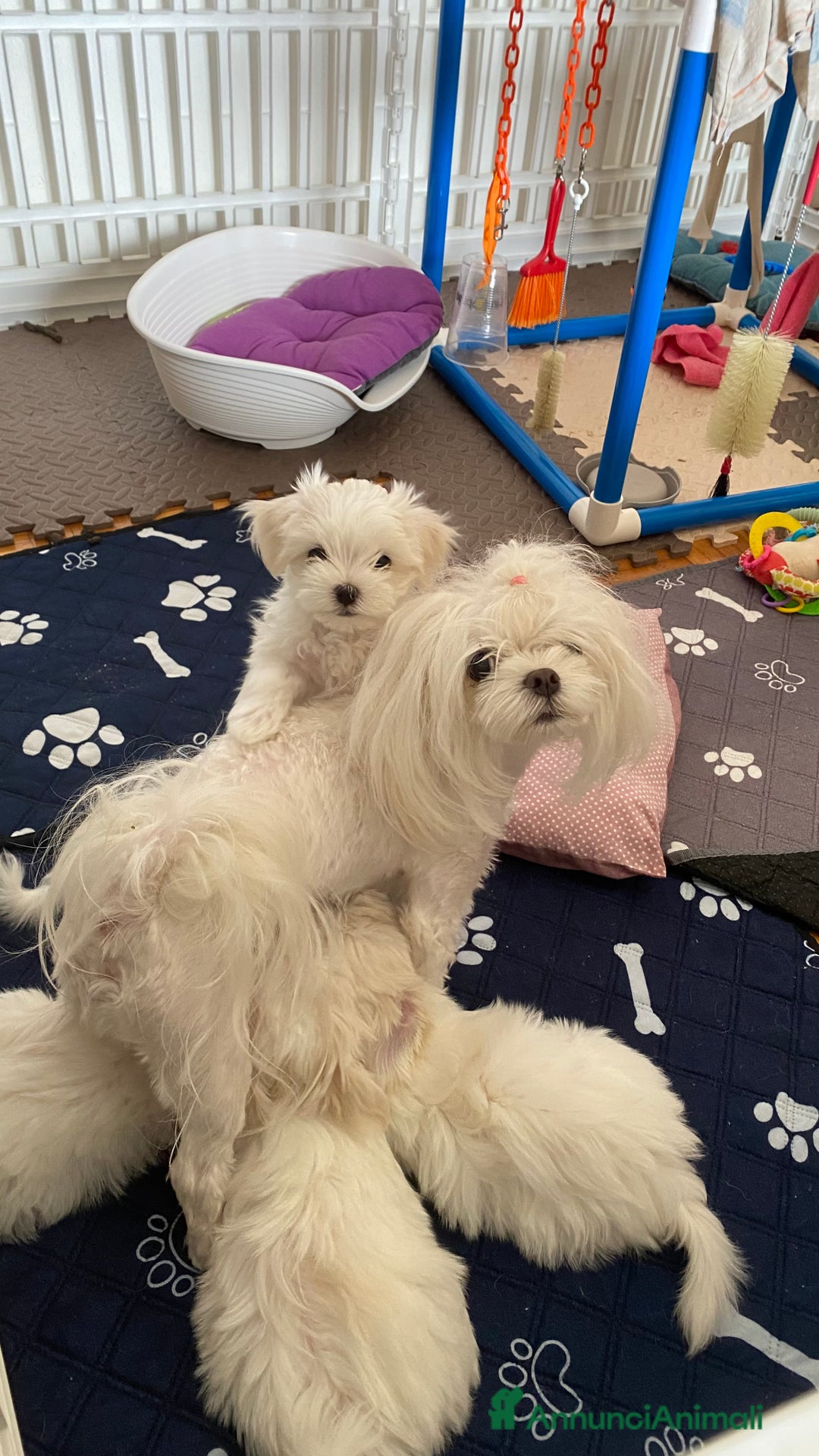 Maltese cani in vendita: Cucciolo di maltese con pedigree ENCI a Città Metropolitana di Venezia - Annuncio 2