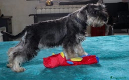 Mini Schnauzer cani in vendita: Cucciolo di Schnauzer Nano  a Provincia di Cuneo - Immagine 2