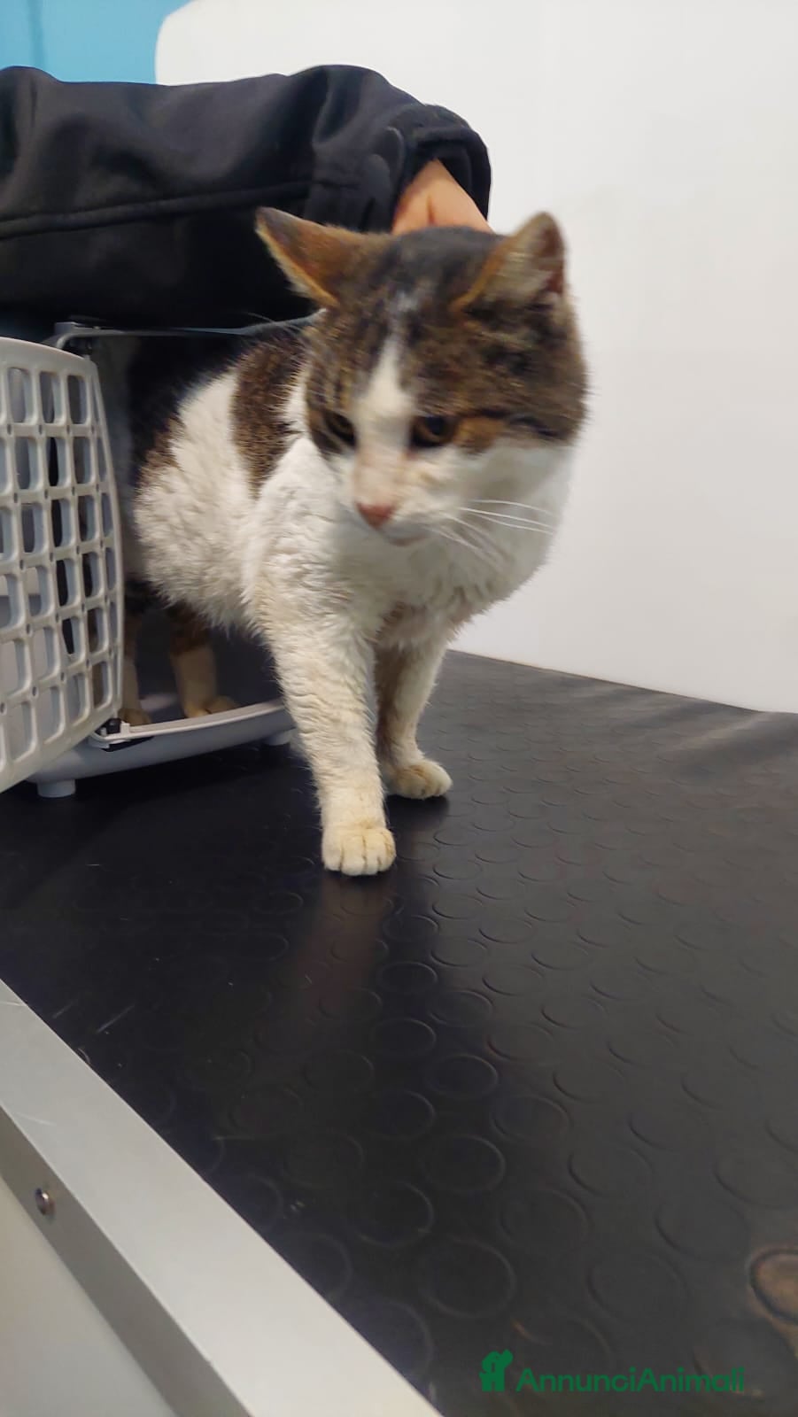 Meticcio gatti GATTINI/E - Annuncio 15