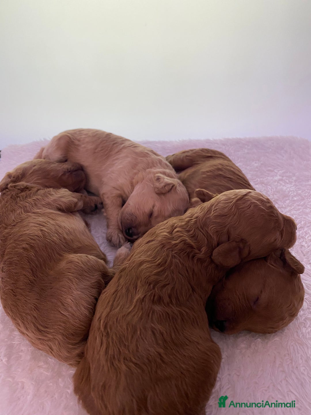 Barboncino Toy cani in vendita: Barbone toy - Annuncio 5