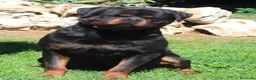 Rottweiler cani in vendita: rottweiler cuccioli pedigree pagamenti rateali  - Annuncio 6