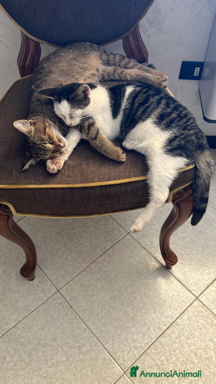 Meticcio gatti Adozione per  gattino tigrato - Annuncio 35