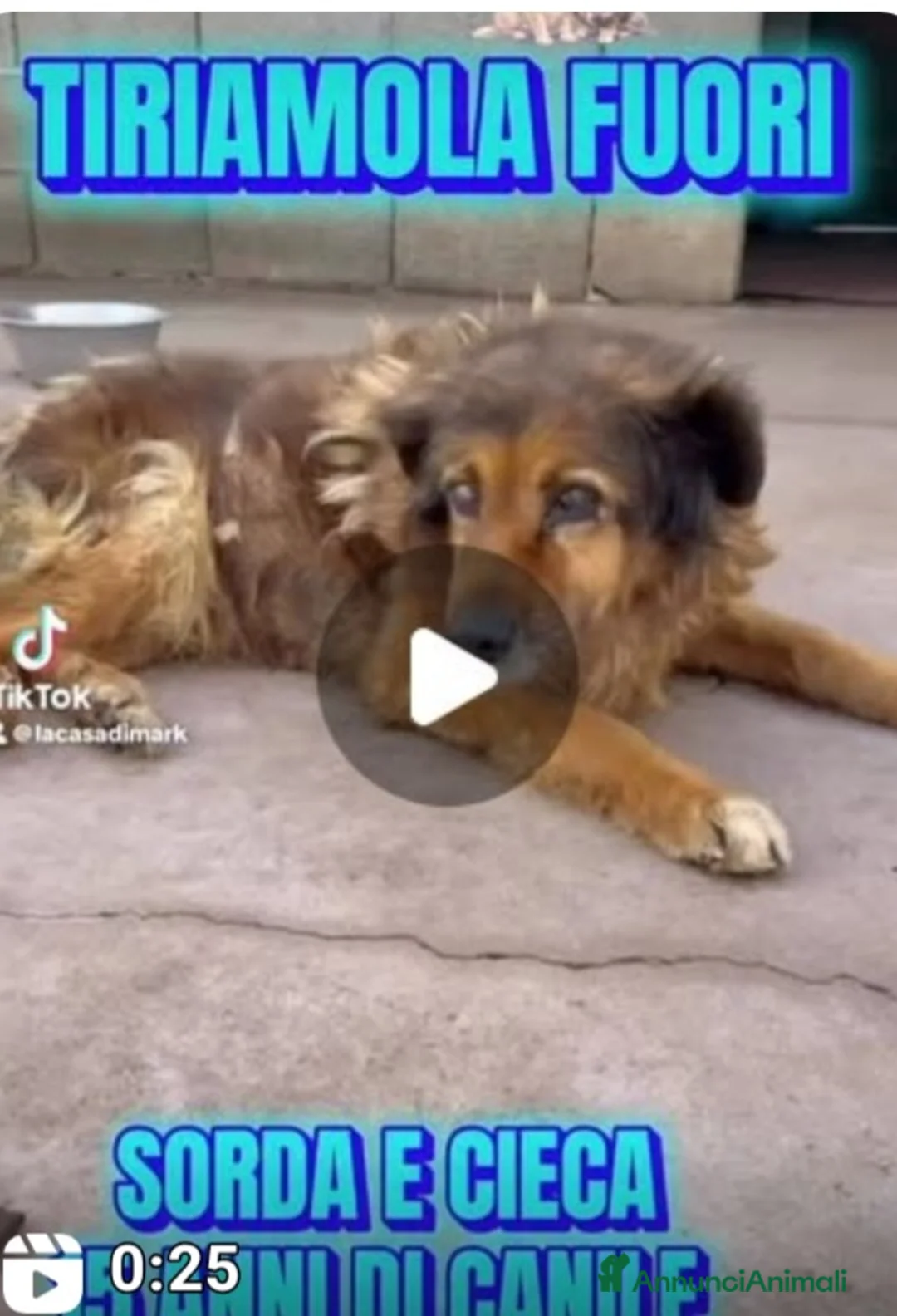 Meticcio cani in regalo: CELESTE 15ANNI TUTTI DI CANILE,CIECA E SORDA!SICIL - Annuncio 1