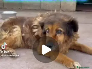 Meticcio cani CELESTE 15ANNI TUTTI DI CANILE,CIECA E SORDA!SICIL - Annuncio 16