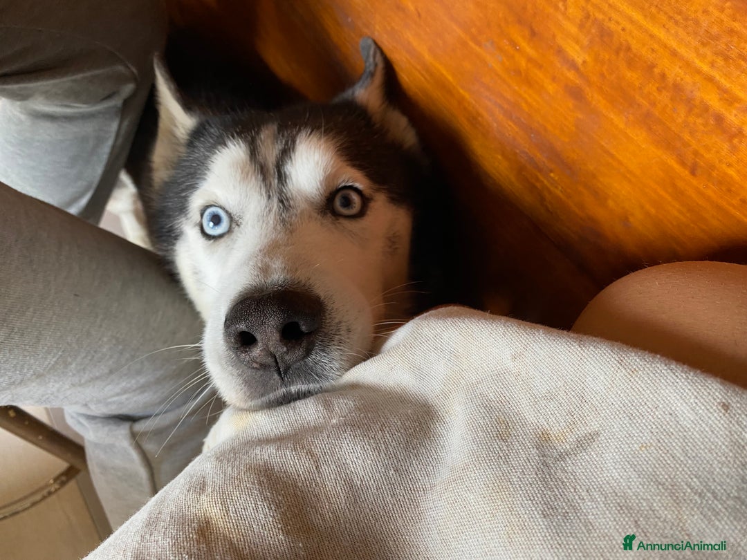 Husky cani per accoppiamento: Tyson cerca compagna  - Annuncio 14