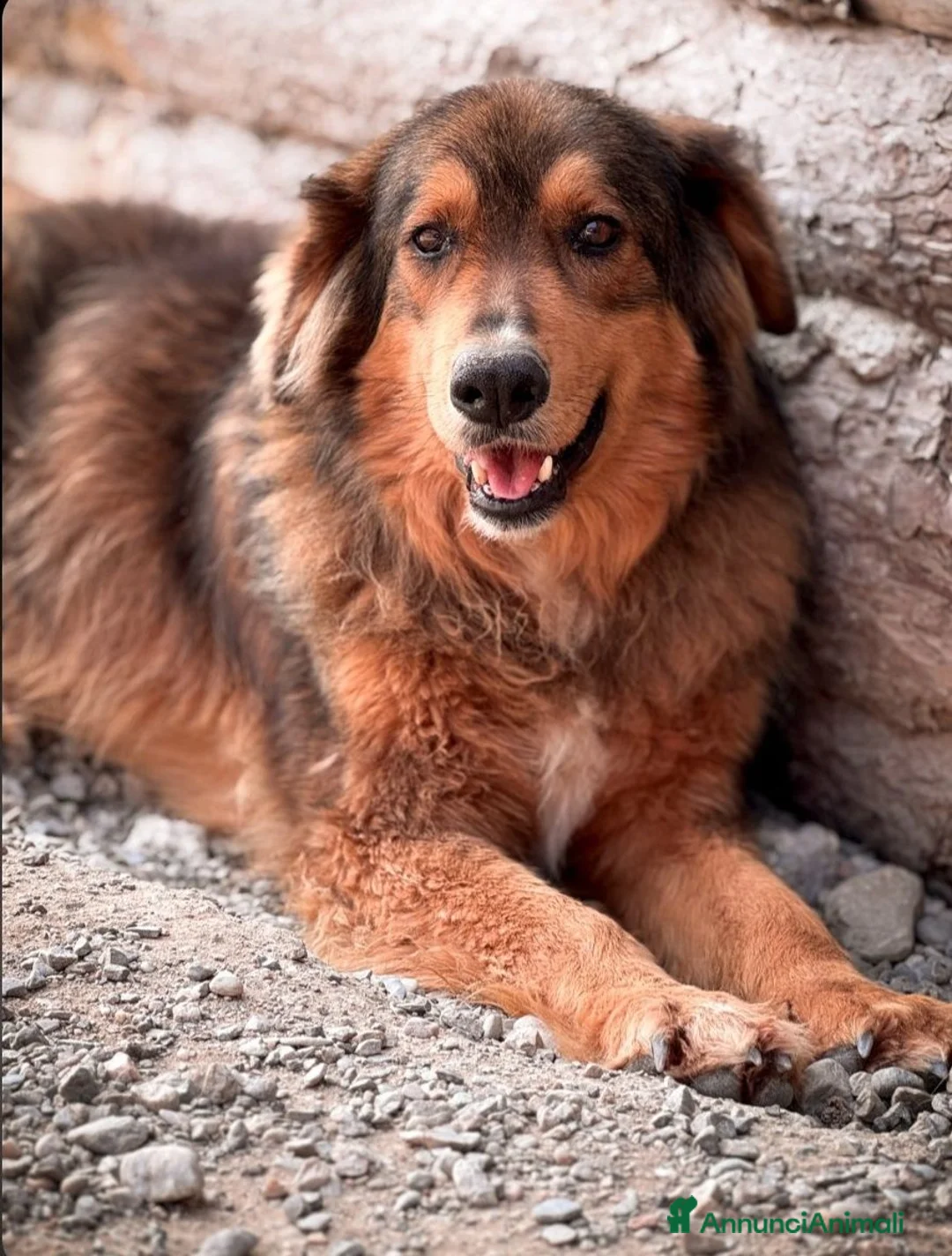 Meticcio cani in regalo: WALTER - Annuncio 1