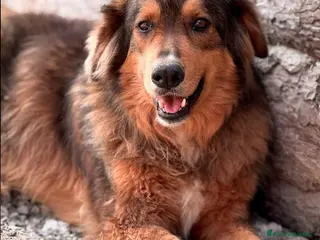 Meticcio cani WALTER - Annuncio 2