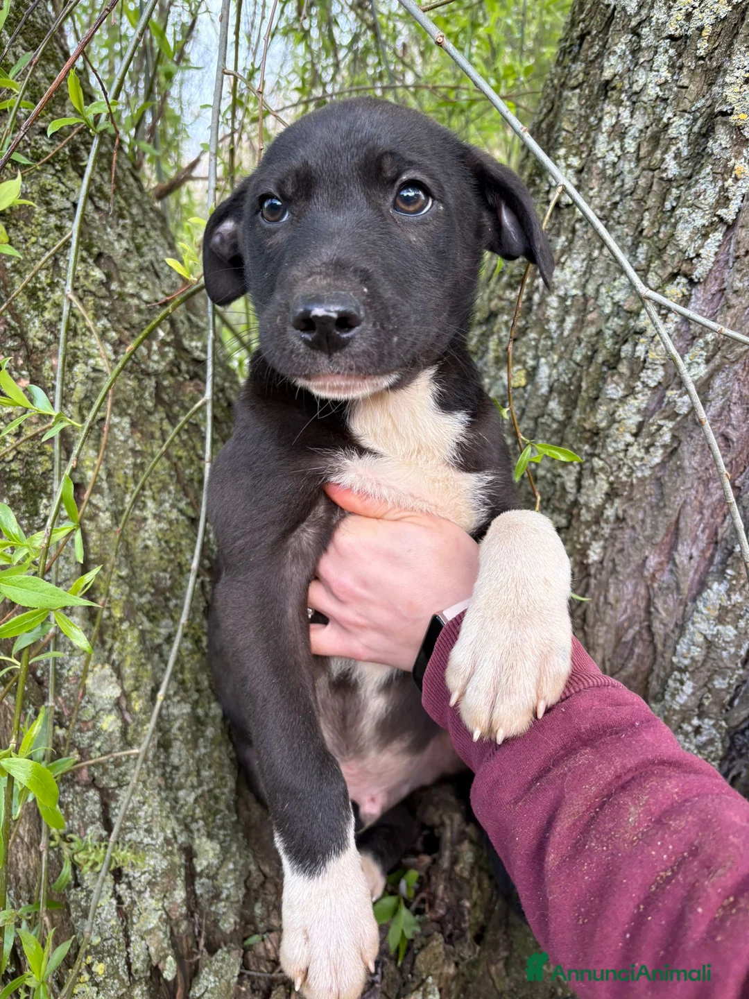 Meticcio cani in regalo: UNA MAMMA PER NOAH a Provincia di Varese - Annuncio 4