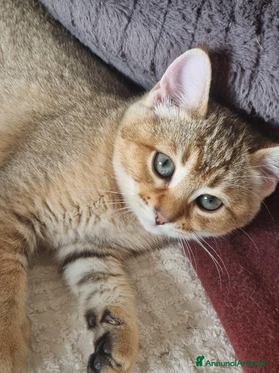 Bengala gatti in vendita: Incrocio Scottish/Bengala  - Annuncio 12