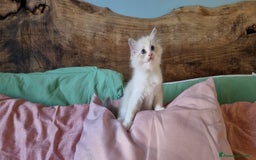 Ragdoll gatti in vendita: ANFI 2 cuccioli Ragodoll disponibili. Milano.. a Città metropolitana di Milano - Immagine 8