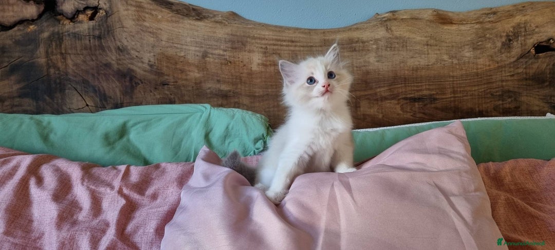 Ragdoll gatti in vendita: ANFI 2 cuccioli Ragodoll disponibili. Milano.. a Città metropolitana di Milano - Immagine 8