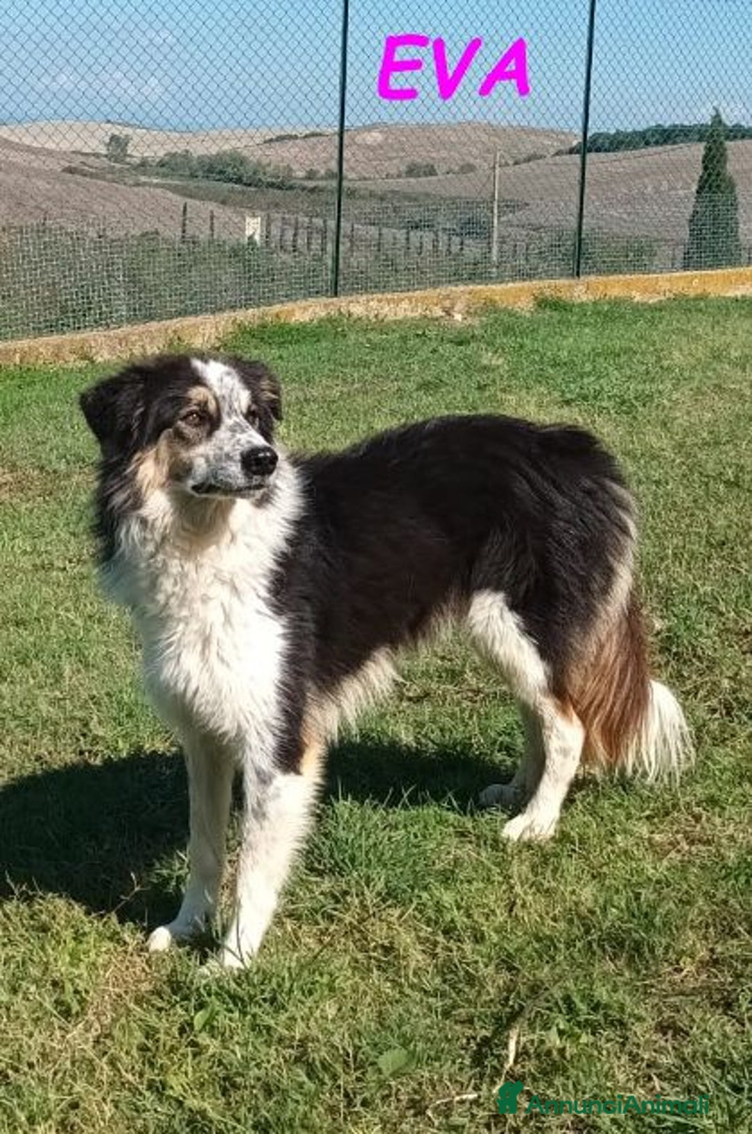 Meticcio cani in regalo: EVA una timida pastorina - Annuncio 2