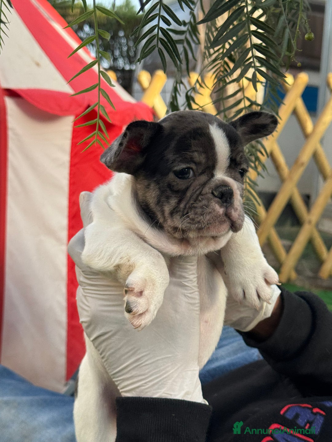 Bulldog Francese cani in vendita: Bulldog francese maschi esotici - Annuncio 3